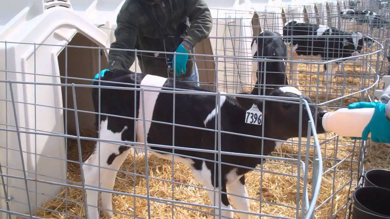 Vita Plus Starting Strong: A Day in the Life of a Calf Raiser (April ...