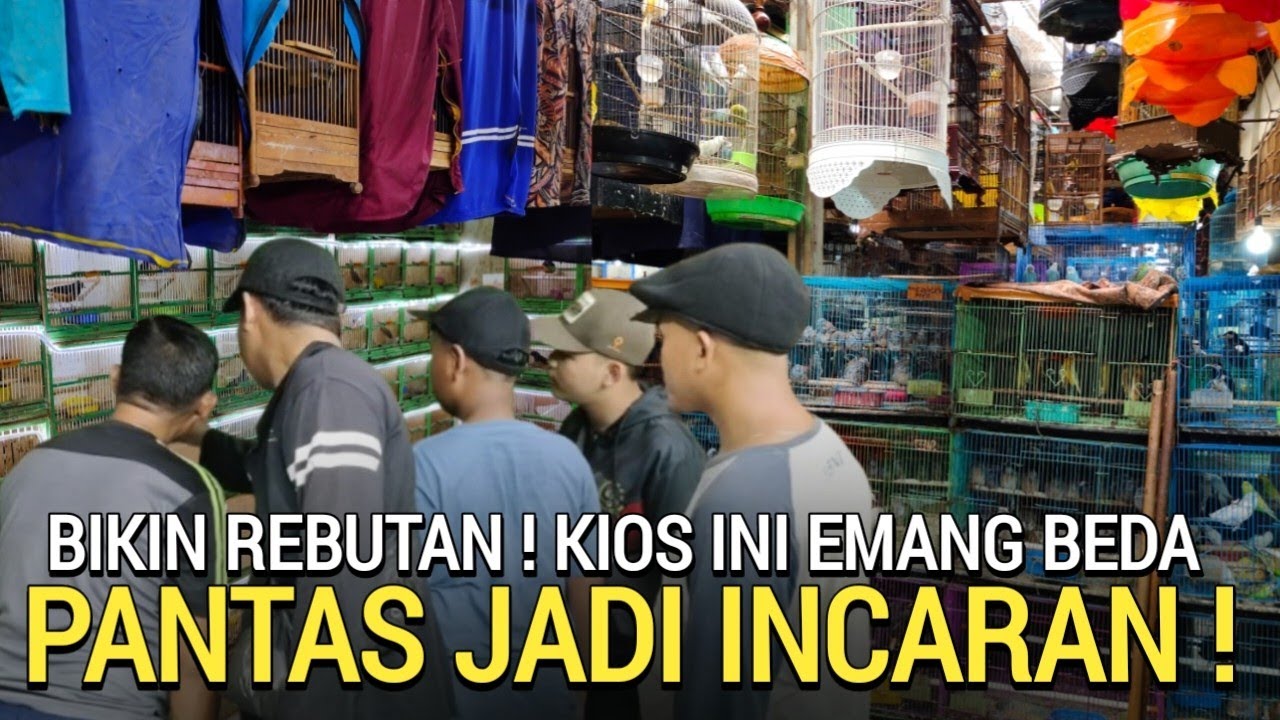 KETEMU LAGI ! KIOS PASAR BURUNG TERBESAR LENGKAP DAN MURAH PASAR BURUNG PRAMUKA HARI INI 