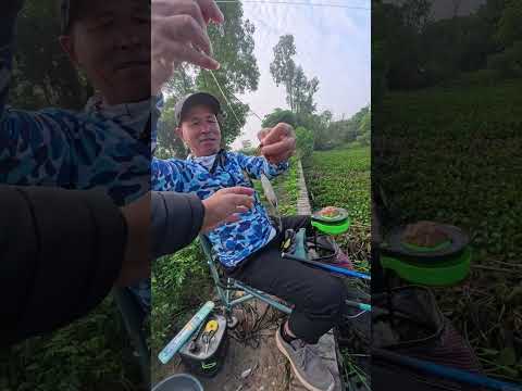 Đầm bèo tự nhiên? - Cẩm Giàng, Hải Dương