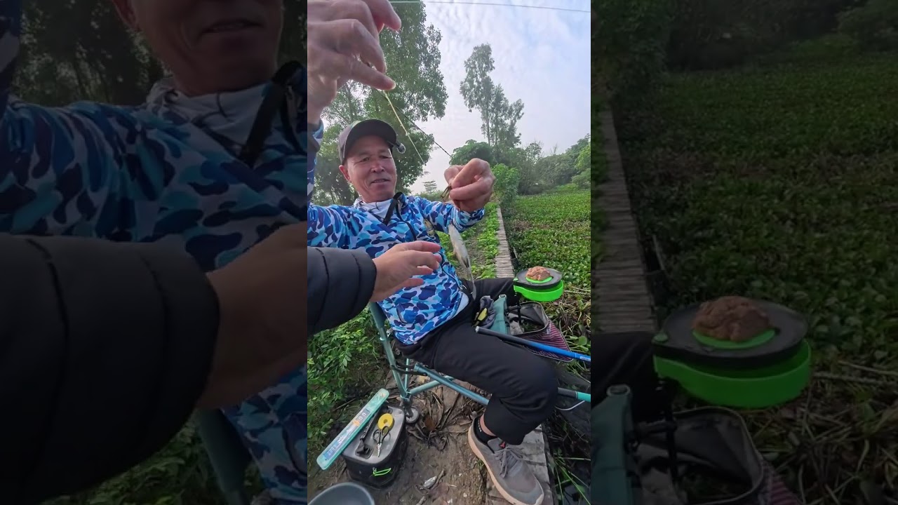 Đầm bèo tự nhiên? - Cẩm Giàng, Hải Dương