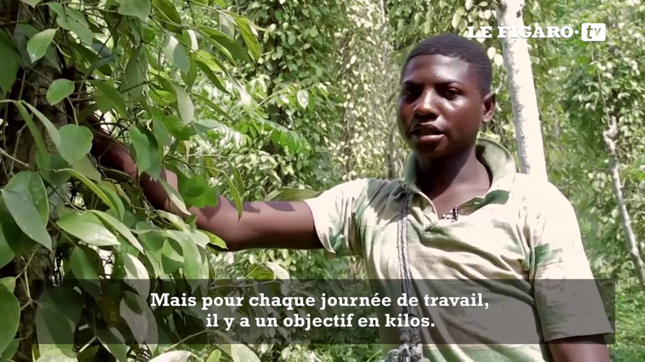 Au Cameroun, le meilleur poivre du monde triple son prix en 18 mois