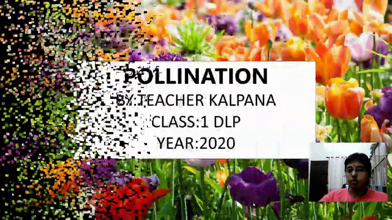 POLLINATION PROCESS 1 DLP 2020 TEACHER KAL - YouTube