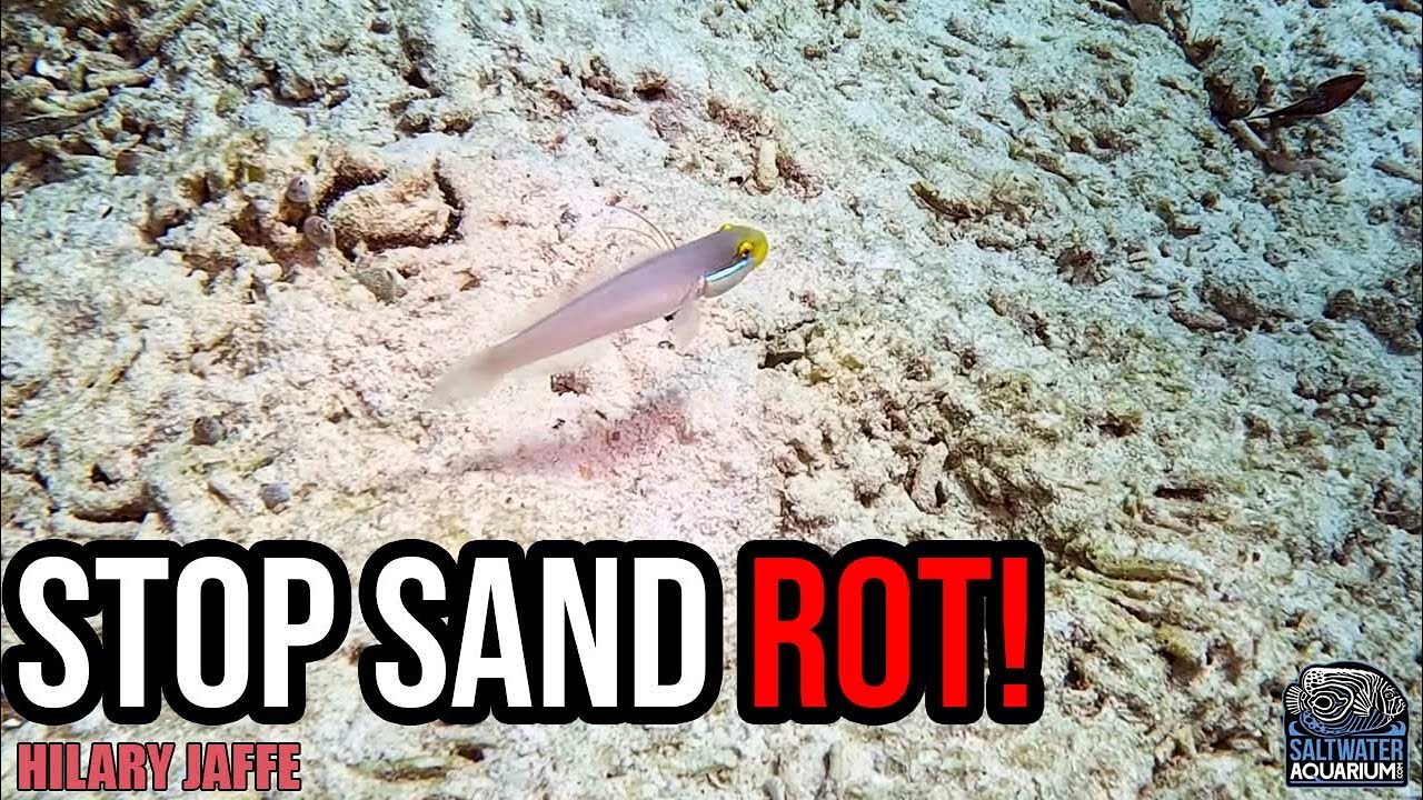 Пять морских обитателей, которые значительно улучшают состояние песчаного дна | Хилари Джаффе