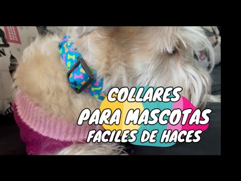 Video: Collares de moda para perros