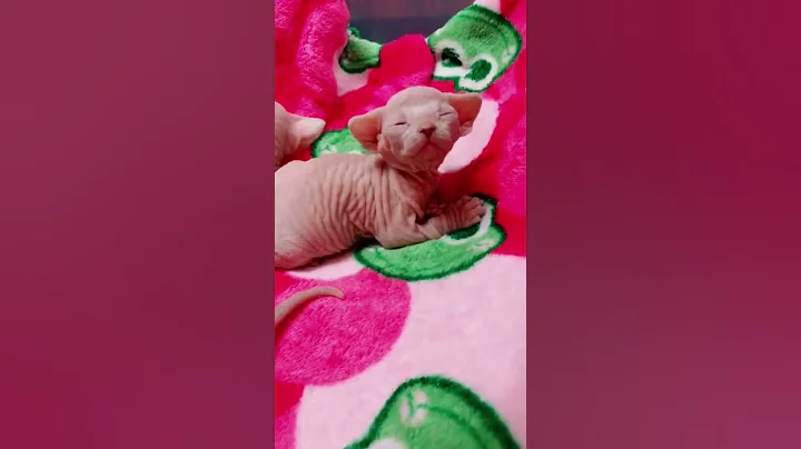 Video 10654351: sphynx kitten cute, sphynx cat cute