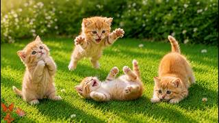 🐱🌸 Cutest Kittens Ever Playing on the Green Grass – Funny Cat Moments – Cute Cat Life