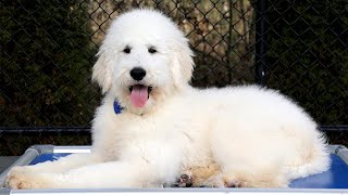 Ranger - Mr. Blue - Penny/Neo Litter - For Sale Video by Euro Goldendoodles 228 views 3 months ago 3 minutes, 50 seconds