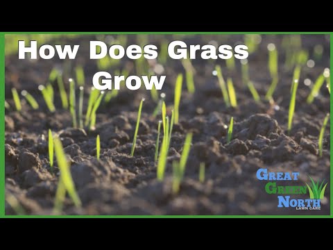 How Does Grass Grow? |Explained|