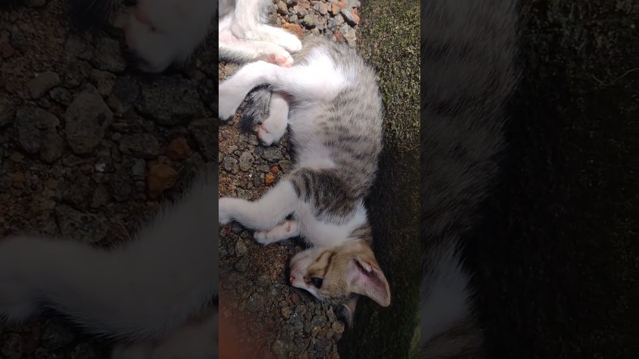 ✨cats✨ vibing✨✨ 