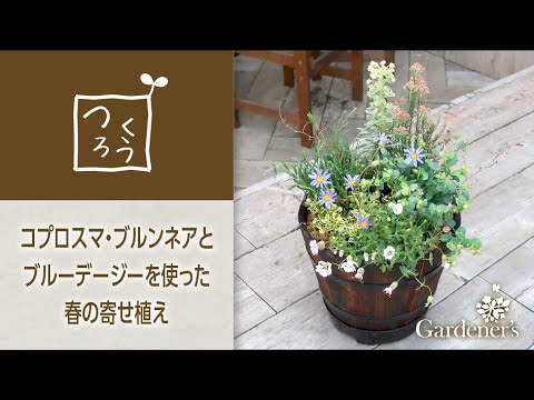 春の寄せ植え3分レシピ コプロスマ ブルンネアとブルーデージーを使った寄せ植え Youtube