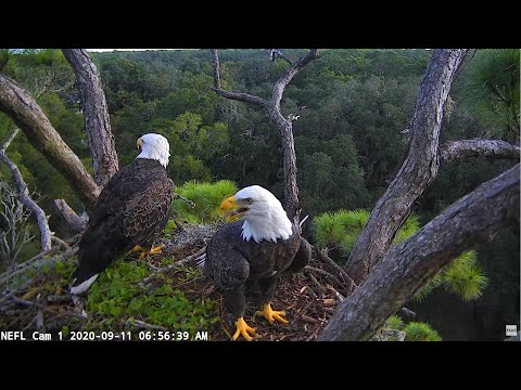 North East Florida Eagle Nest