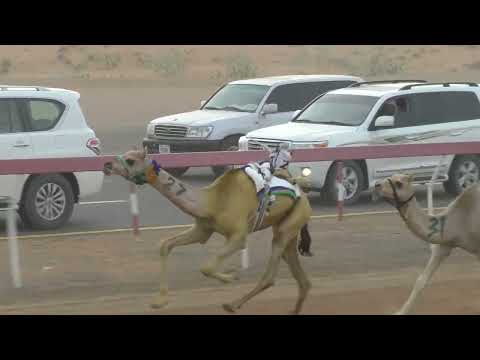 ميــدان الذيد شـ 5 فطامين 21 05 2023 الجوري لـ طناف راشد محمد القايدي التوقيت 2 13 28 