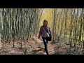 竹林 / Bamboo Grove Walk