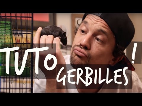 Vidéo: Soins des gerbilles: À propos des gerbilles pour animaux de compagnie