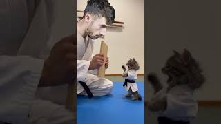 Această Pisică Face Karate 😱🐱 #shorts #funny #cat #pisica #karate #meme