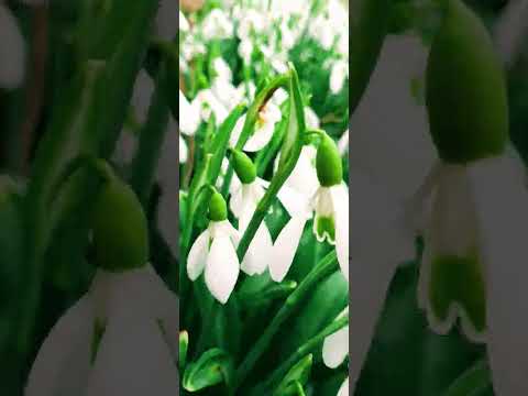 Video: Snowdrop (cvijet): opis, fotografija