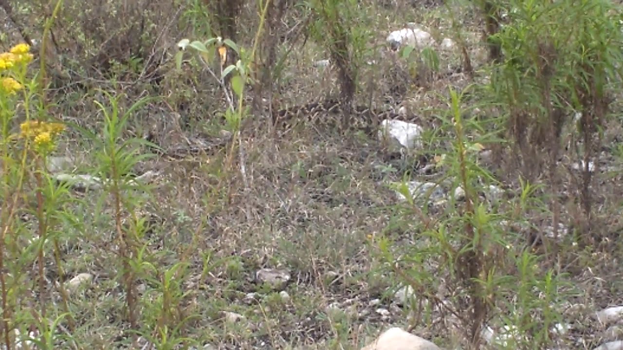 Viboron Serpiente de cascabel