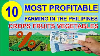 Hi kabukid,this video shows the new list of top 10 most profitable
farming business in philippines per hectare | peso return. lists are
base from re...