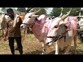 || Beautiful Khillari Bulls in Cattle Market Hire Bagewadi Karnatak || बैल बाजार हिरे बागेवाडी ||