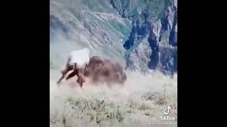 #Shorts #Youtubeshorts #Animals #Cow #World #People #Prank #Mountin