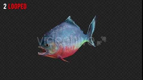 Piranha 1 Realistic Pack 3 | Motion Graphics - Envato elements