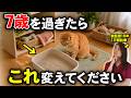 【知らないと後悔】年齢ごとの猫の正しいお世話方法