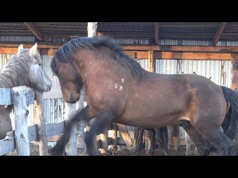 Жеребца нервирует соседство молодых жеребчиков