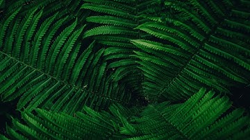 Hiếu thảo với cha mẹ là cái gốc để làm người lương thiện