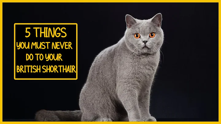 5 Things You Must Never Do to Your British Shorthair - DayDayNews