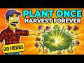These 20 Herbs Multiply on Their Own Every Single Year