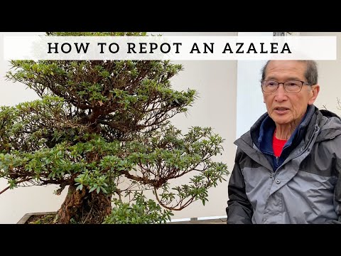 How to Repot an Azalea