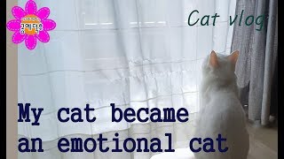 Cat Vlog_My cat became emotional