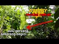 AVIARYKU ISTANAKU - AWALNYA DIANGGAP ORA WARAS..BUANG DUIT BUAT AVIARY, AKHIRNYA BISA BEGINI