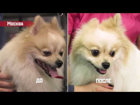 Выставка собак и уход за белой шерстью шпица