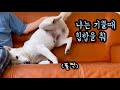 밖에서는 씩씩하다가, 집에만 있으면 애기가 되어버리는 강아지