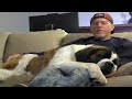 Needy St Saint Bernard Dog Watches NFL Playoff Football with Owner - Cuddles & Falls Asleep In lap