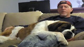 Needy St Saint Bernard Dog Watches NFL Playoff Football with Owner  Cuddles & Falls Asleep In lap