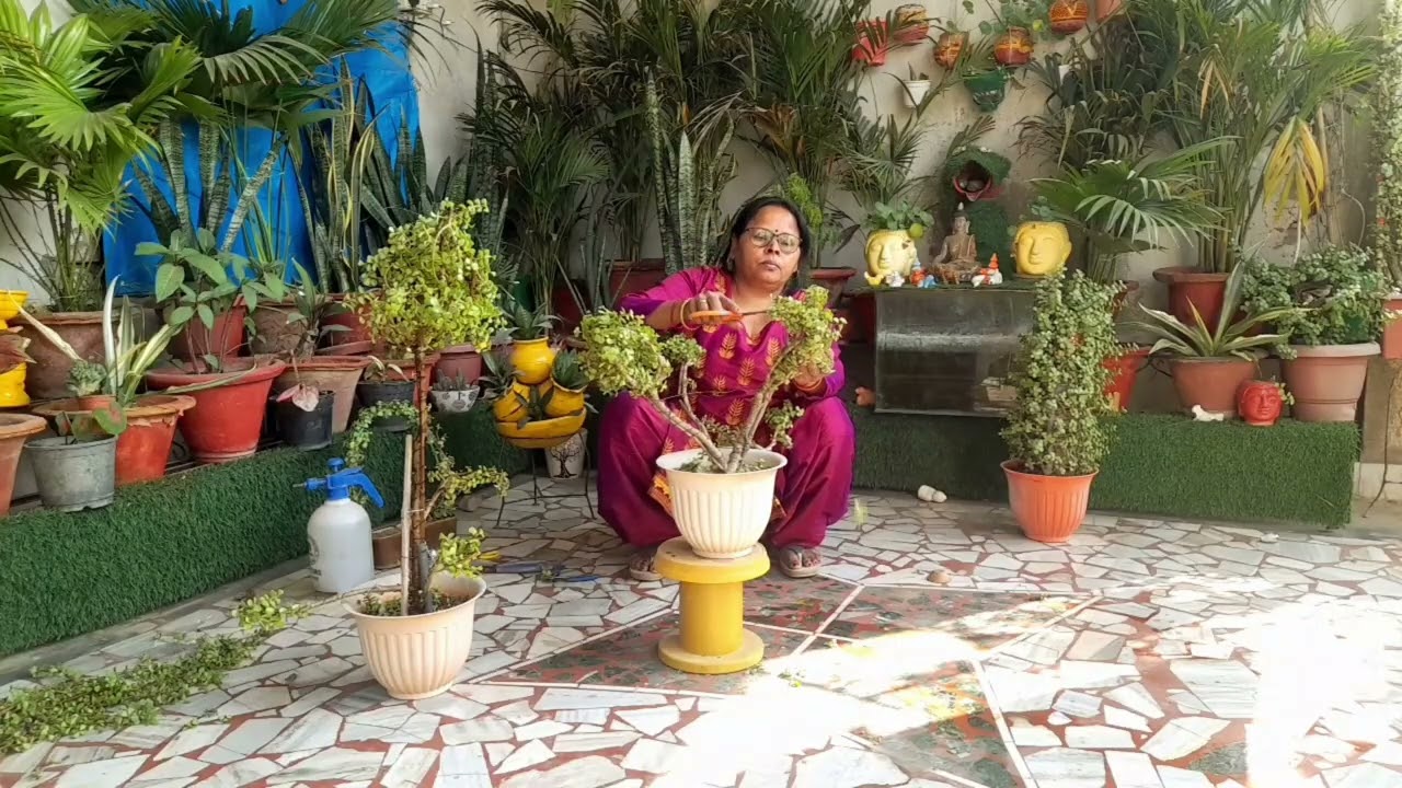 Jade plant ki cutting se taiyar kiya hua | Bonsai tree shivling DIY banaen