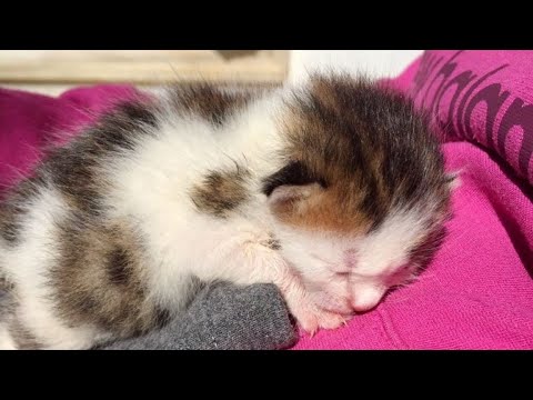 Video: Genetiske anomalier i ville katter
