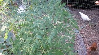 Food Forest Plants: "Miracle Tree" | Moringa Oleifera