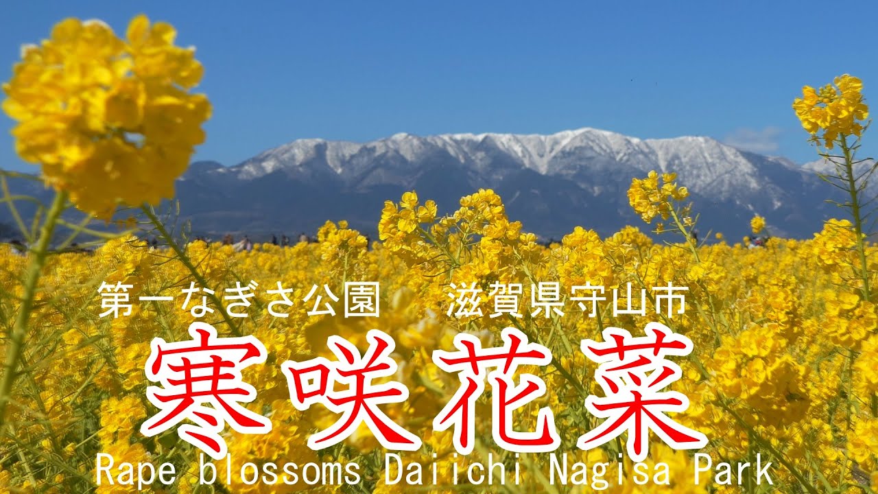 4k 寒咲花菜 第一なぎさ公園 滋賀県守山市 Rape Blossoms Daiichi Nagisa Park Moriyama Shiga Japan Youtube