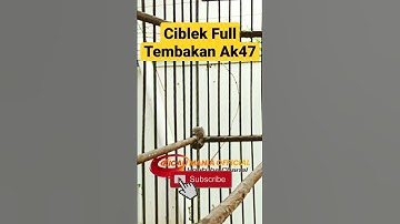 Ciblek Full Tembakan #shorts #ciblek #ciblekkristal #masteranburung #masteranmuraibatu #bird #burung