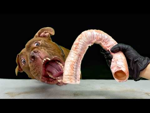 豪快すぎるASMR!!ピットブルが見たことない食材をボリボリかじる咀嚼音