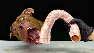 豪快すぎるASMR!!ピットブルが見たことない食材をボリボリかじる咀嚼音