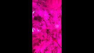 Day 11 of flower. White widow grow!