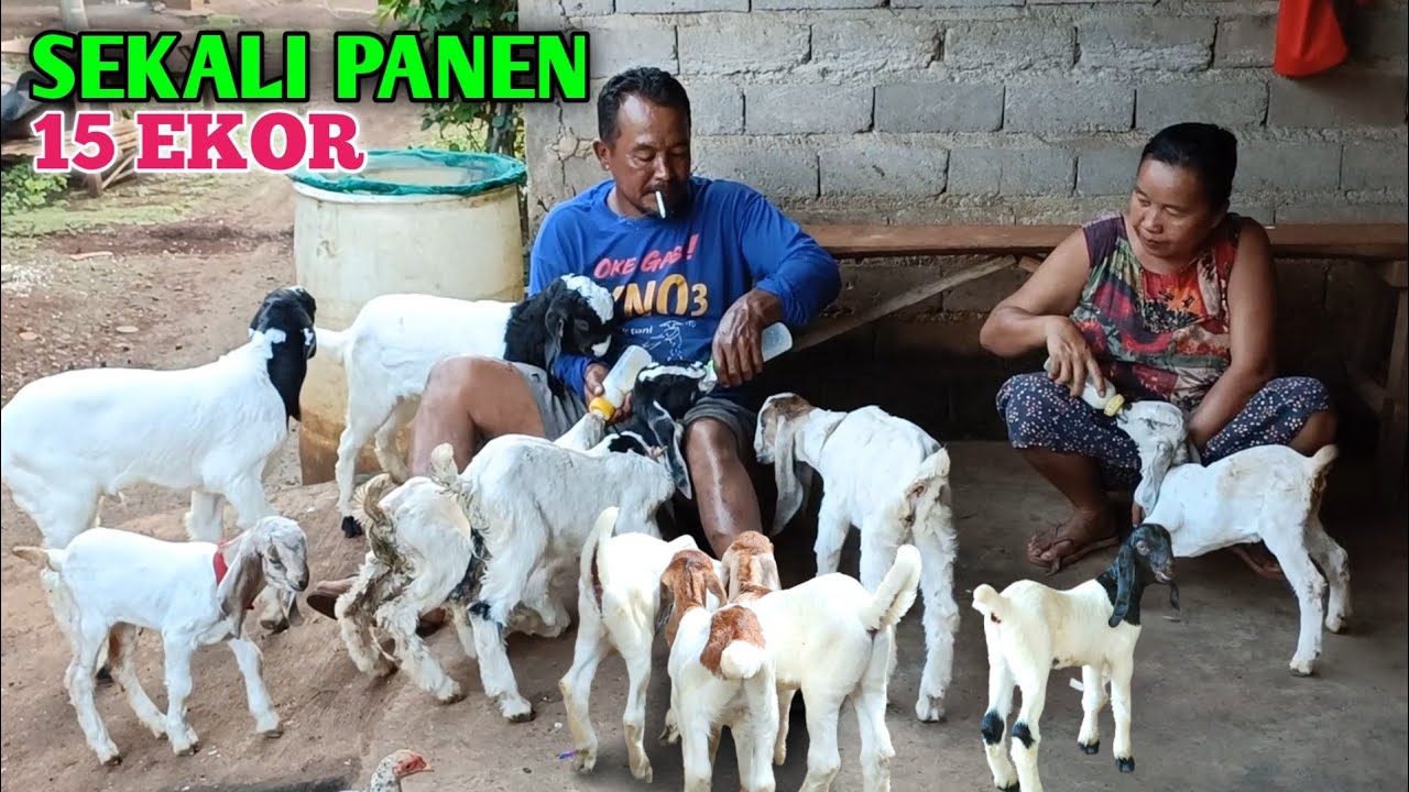 Mas Pur Ahli Breeding, Hasil Panen Cempenya Bikin Ngiri Peternak Lain