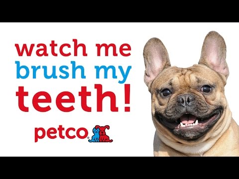 petco teeth brushing