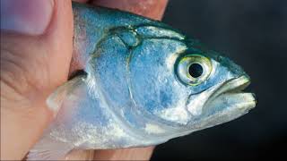 Facts: The Bluefish