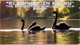 (4K) 'Elegance in Ebony: The Enchanting World of Black Swans' by CuteQuartersTV 80 views 6 months ago 2 minutes, 20 seconds