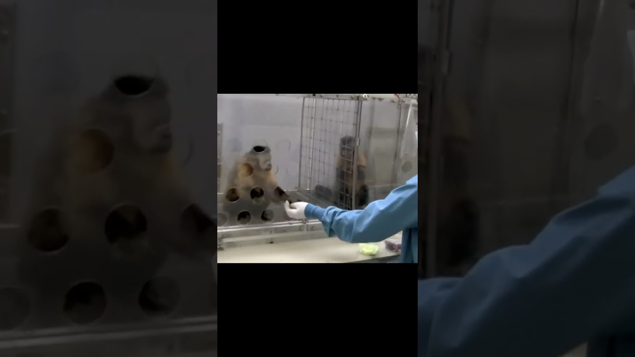 Do primates have a sense of fairness?